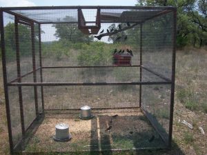 Trapping Brown-headed Cowbirds