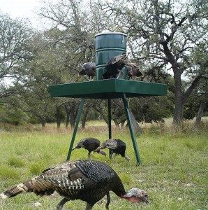Turkey Feeder